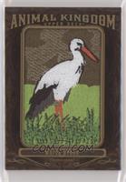 White Stork 