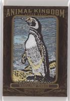 Magellanic Penguin 