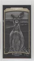 Black & White - Kangaroo