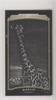 Black & White - Giraffe