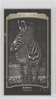 Black & White - Zebra