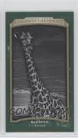 Black & White - Giraffe #/25