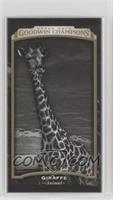 Black & White - Giraffe