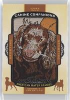 American Water Spaniel