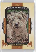 Tier 1 - Terrier - Norfolk Terrier