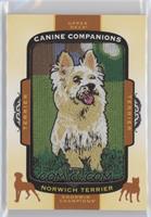 Tier 1 - Terrier - Norwich Terrier