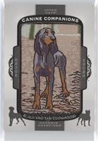 Tier 2 - Hound - Black and Tan Coonhound