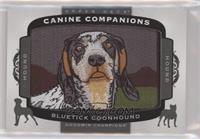 Tier 2 - Hound - Bluetick Coonhound