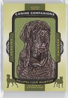 Tier 3 - Herding - Neapolitan Mastiff