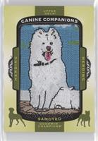 Tier 3 - Herding - Samoyed