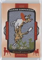 Tier 6 Flying Dogs - Border Collie