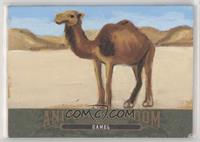 Camel #/10