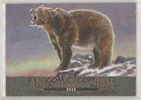 Bear #/10