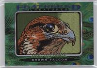 Tier 1 - Brown Falcon