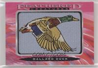 Tier 2 - Mallard Duck