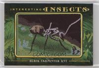 Tier 1 - Black Carpenter Ant