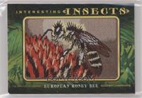 Tier 1 - European Honey Bee