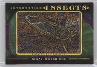 Tier 4 - Giant Water Bug