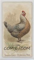 Silver-Grey Dorking Hen