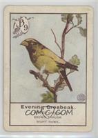 Evening Grosbeak