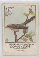 Yellow-Biilled Cuckoo