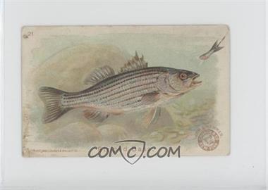 1900 Arm & Hammer Fish Series - J15 #21 - Striped Bass [Good to VG‑EX]