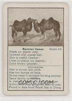 Bactrian Camel