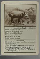 American Tapir [Poor to Fair]