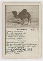 Dromedary