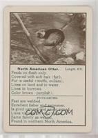 North American Otter