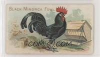 Black Minorca Fowl