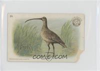 Curlew [Poor to Fair]