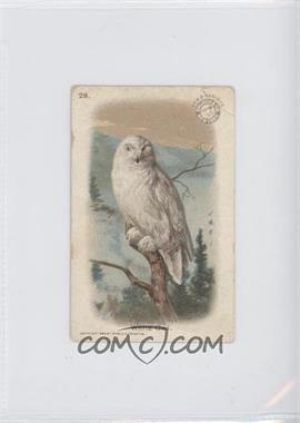 1908 Arm & Hammer New Series of Birds - [Base] #28 - White Owl [Good to VG‑EX]