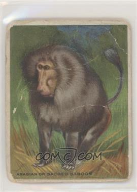 1909-11 Hassan Animals Series - Tobacco T29 - Animal Description Back #_ARSB - Arabian or Sacred Baboon [Poor to Fair]