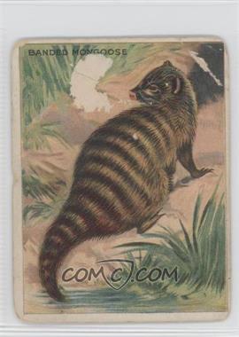 1909-11 Hassan Animals Series - Tobacco T29 - Animal Description Back #_BAMO - Banded Mongoose [Poor to Fair]