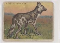 Cape Hunting Dog [Poor to Fair]