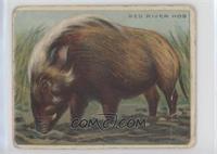 Red River Hog [Poor to Fair]