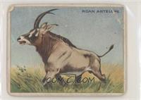 Roan Antelope [Poor to Fair]