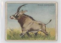 Roan Antelope [Poor to Fair]