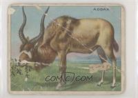 Addax [Poor to Fair]