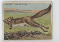 African Jumping Hare [Poor to Fair]