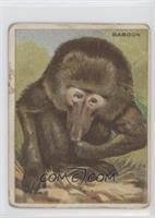 Baboon [Poor to Fair]