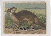 Black-Backed Jackal [Poor to Fair]