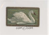 Trumpeter Swan