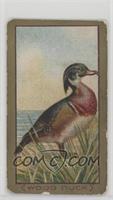 Wood Duck [Good to VG‑EX]