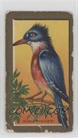 Kingfisher [Poor to Fair]