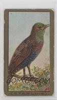 Starling [Poor to Fair]