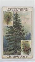 Corsican Pine [Good to VG‑EX]