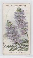 Goat's Rue [Noted]