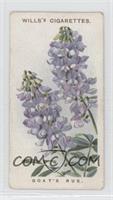 Goat's Rue [Good to VG‑EX]